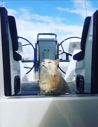 Sailing Cat